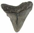 Juvenile Megalodon Tooth - South Carolina #54137-1